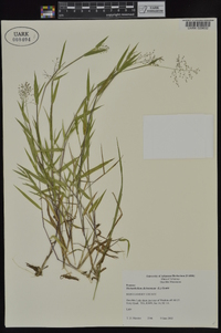 Dichanthelium dichotomum subsp. dichotomum image