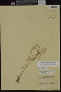 Dichanthelium dichotomum subsp. dichotomum image