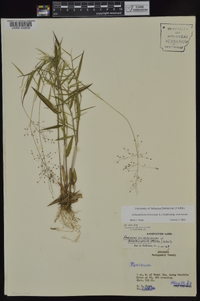 Dichanthelium dichotomum subsp. dichotomum image