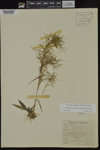 Dichanthelium dichotomum subsp. dichotomum image