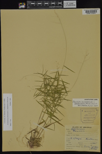 Dichanthelium dichotomum subsp. dichotomum image