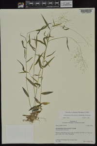 Dichanthelium dichotomum subsp. dichotomum image