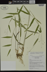 Dichanthelium dichotomum subsp. dichotomum image