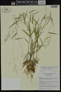 Dichanthelium dichotomum subsp. dichotomum image