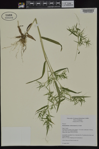 Dichanthelium dichotomum subsp. dichotomum image