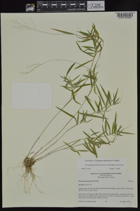 Dichanthelium dichotomum subsp. dichotomum image