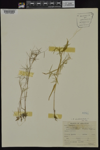 Dichanthelium dichotomum subsp. dichotomum image