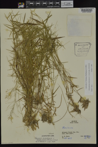 Dichanthelium dichotomum subsp. dichotomum image