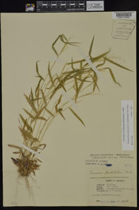 Dichanthelium dichotomum subsp. dichotomum image