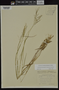 Dichanthelium dichotomum subsp. dichotomum image