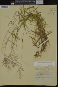 Dichanthelium dichotomum subsp. dichotomum image