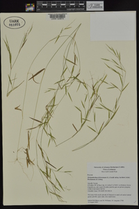 Dichanthelium dichotomum subsp. lucidum image