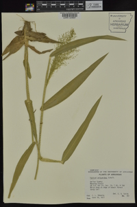 Dichanthelium polyanthes image