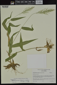 Dichanthelium polyanthes image