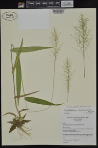 Dichanthelium polyanthes image