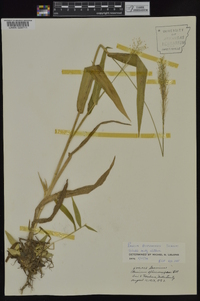 Panicum polyanthes image