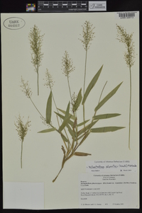 Dichanthelium polyanthes image