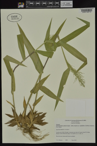 Dichanthelium polyanthes image