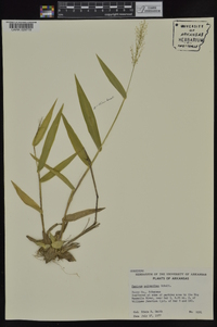 Dichanthelium polyanthes image