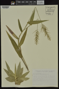 Dichanthelium polyanthes image