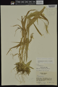 Dichanthelium polyanthes image