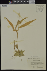 Dichanthelium polyanthes image