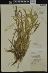 Panicum sphaerocarpon image