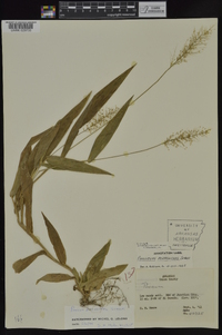 Dichanthelium polyanthes image