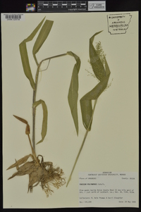 Dichanthelium polyanthes image