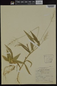 Panicum polyanthes image