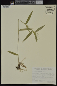 Dichanthelium ravenelii image