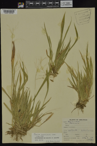 Panicum laxiflorum image
