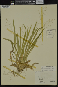 Dichanthelium laxiflorum image