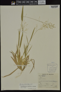 Dichanthelium laxiflorum image