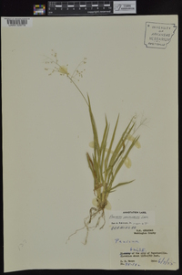 Dichanthelium laxiflorum image