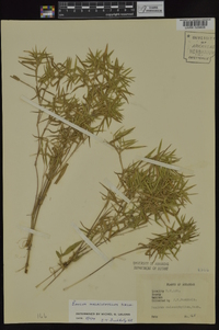 Dichanthelium malacophyllum image