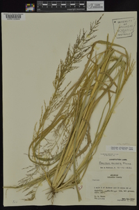 Coleataenia rigidula subsp. rigidula image