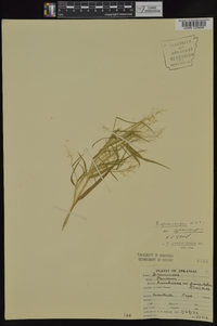 Panicum sphaerocarpon var. sphaerocarpon image