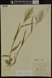 Panicum sphaerocarpon image