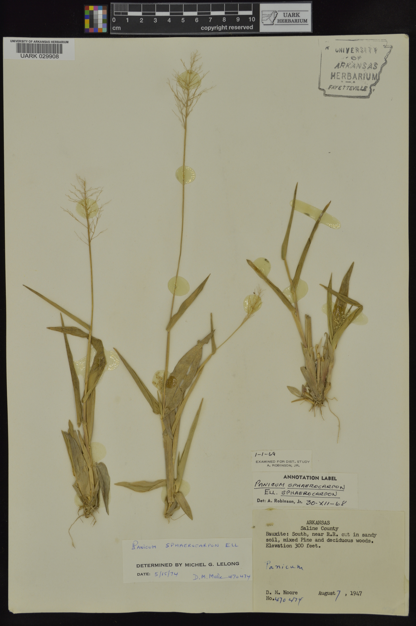 Dichanthelium sphaerocarpon image