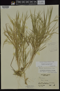 Dichanthelium aciculare subsp. aciculare image