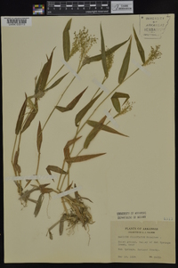 Dichanthelium commutatum subsp. commutatum image