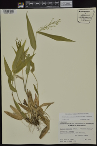 Dichanthelium commutatum subsp. commutatum image
