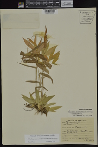 Dichanthelium commutatum subsp. commutatum image