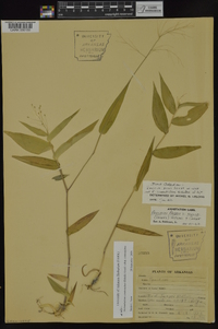 Dichanthelium commutatum subsp. commutatum image