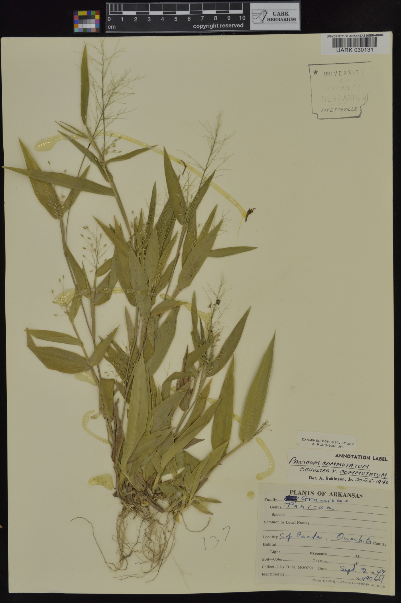 Panicum commutatum var. commutatum image