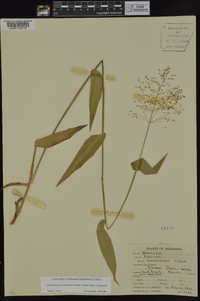 Dichanthelium commutatum subsp. commutatum image