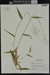Dichanthelium commutatum subsp. commutatum image