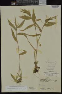 Dichanthelium commutatum subsp. commutatum image