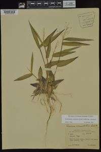 Dichanthelium commutatum subsp. commutatum image